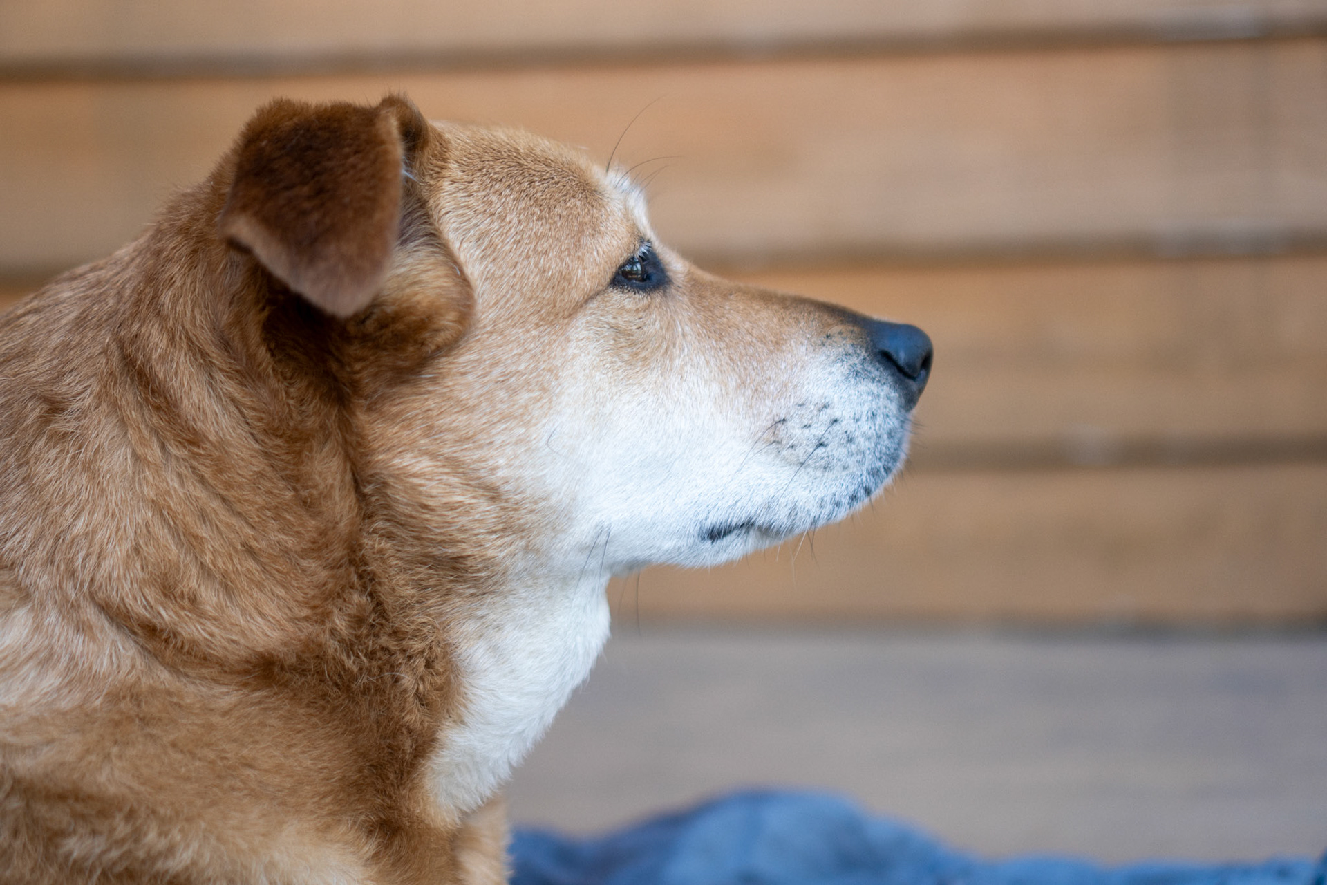 Bella smells something on the wind