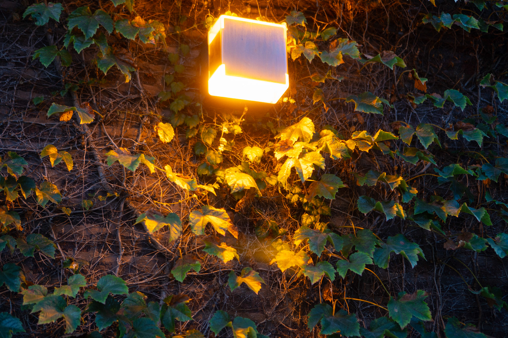 these lights feel like urban magic - love how they light the leaves