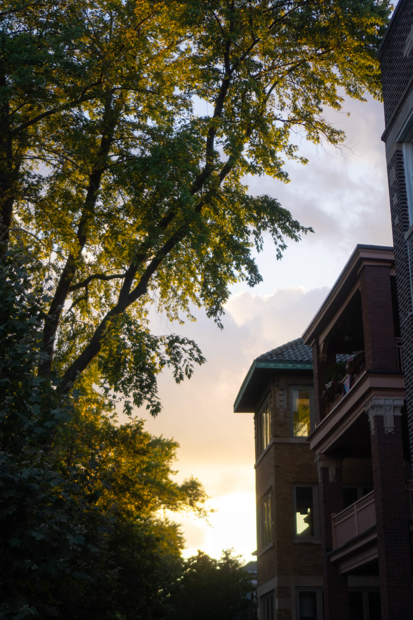 almost home - and saw the most beautiful light cascading through the trees