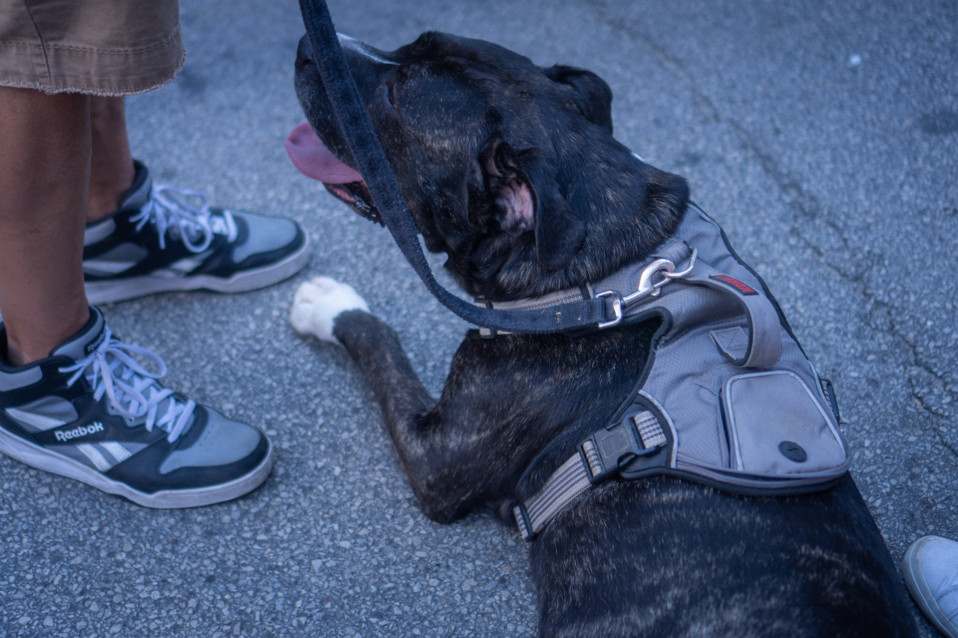 this very large dog was having a ton of fun