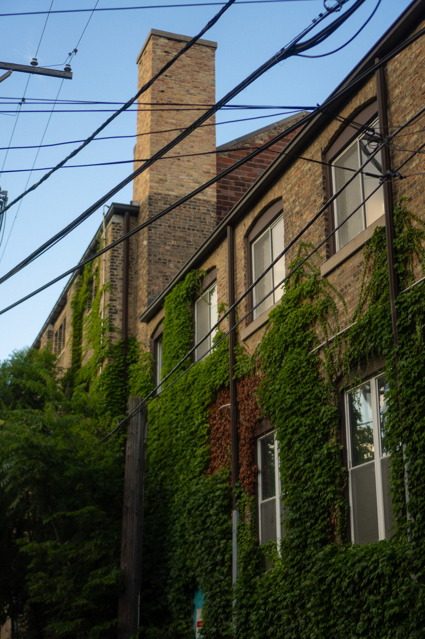 I finally got outside and the lush green vines caught my eye down an alleyway