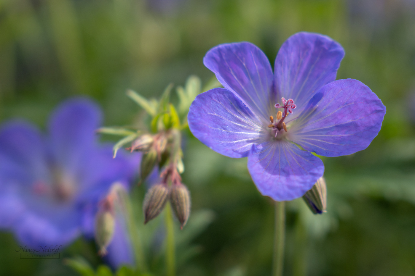 Cranesbill Geranium