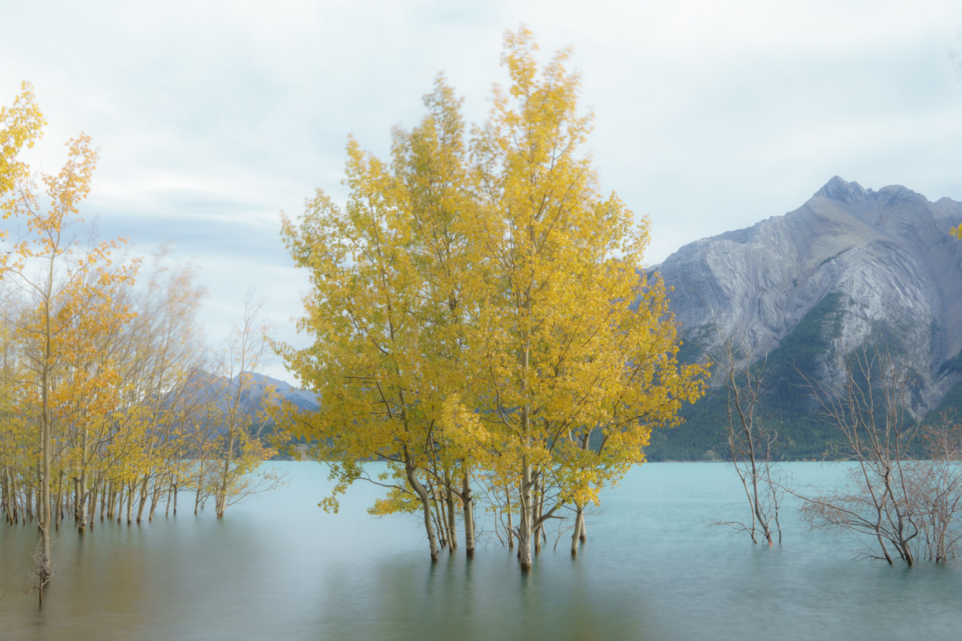 Aspens - Abraham Lake, BC, 2021