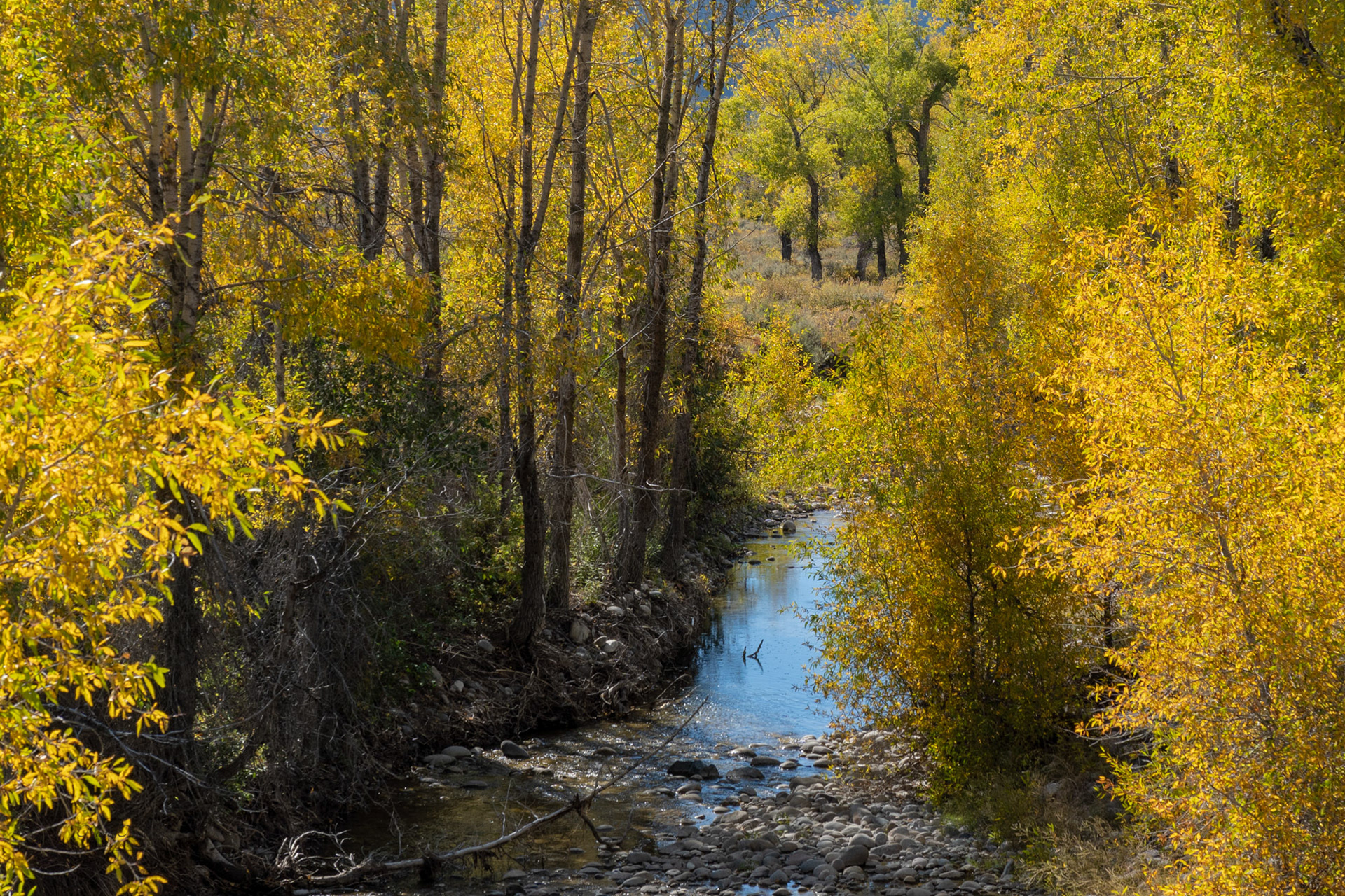 Golden Aspens - Grand Teton NP, MT, 2022
