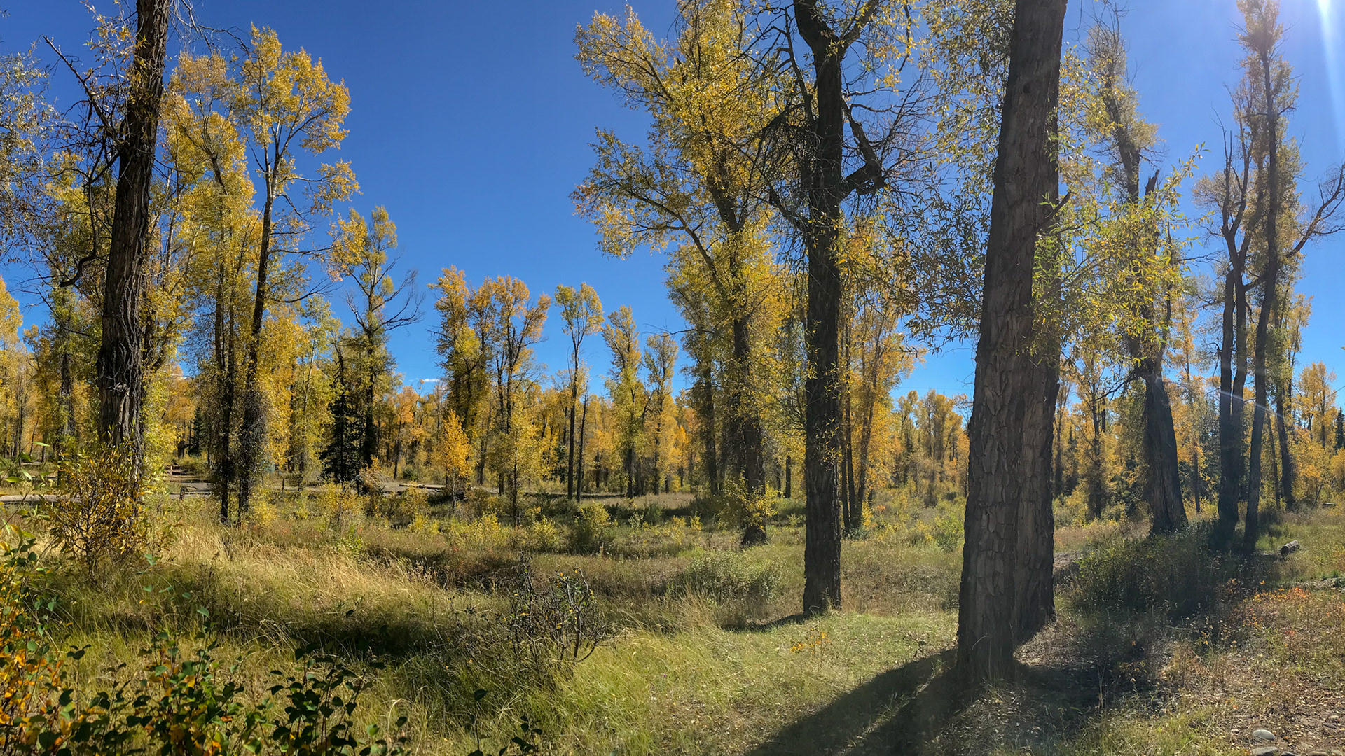 Golden Aspens - Grand Teton NP, MT, 2022