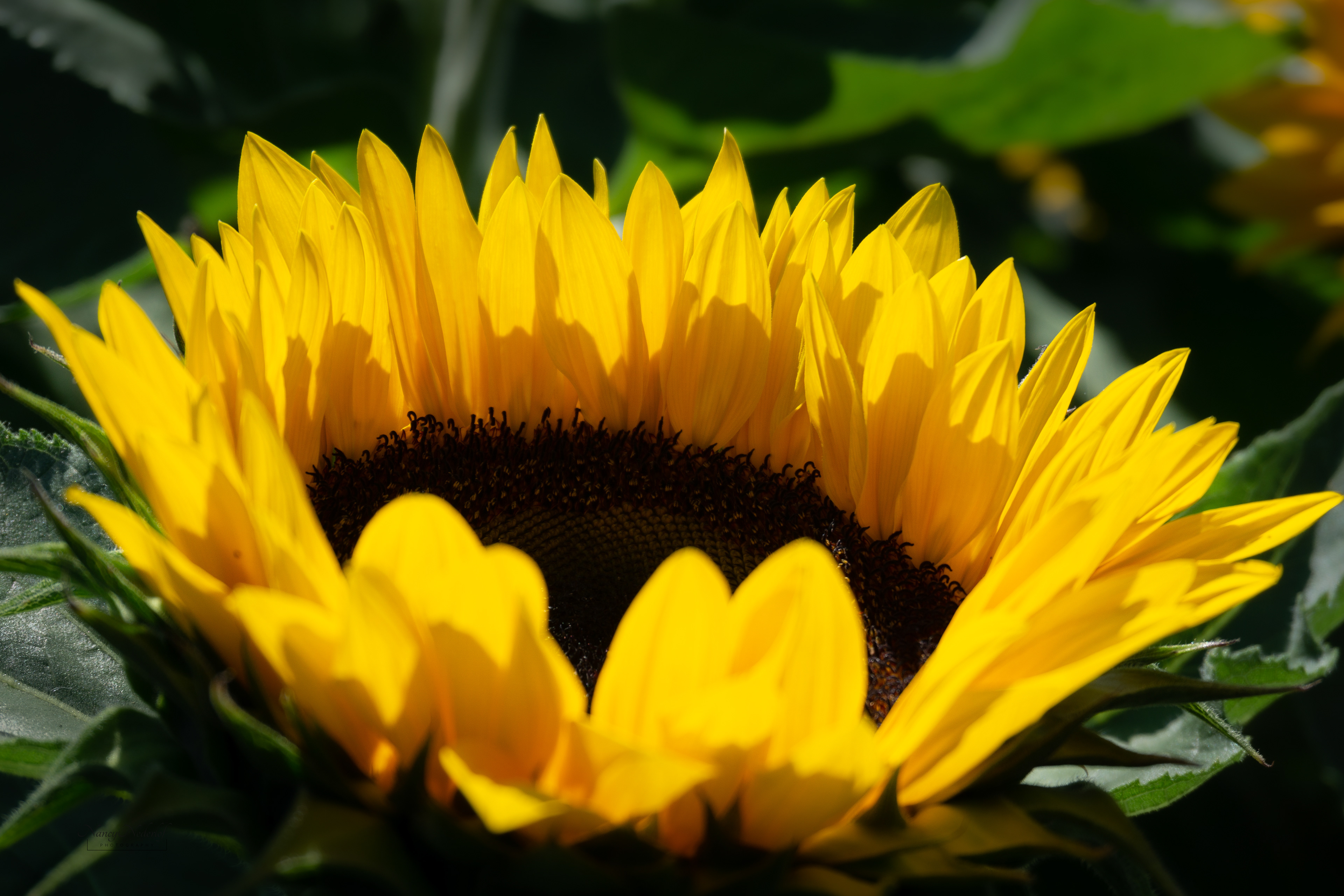 Sunflowers - Chilliwack, BC, 2018