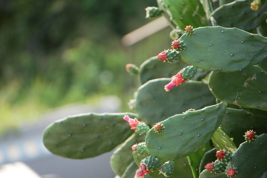 Cactus Puerto Rico 2021