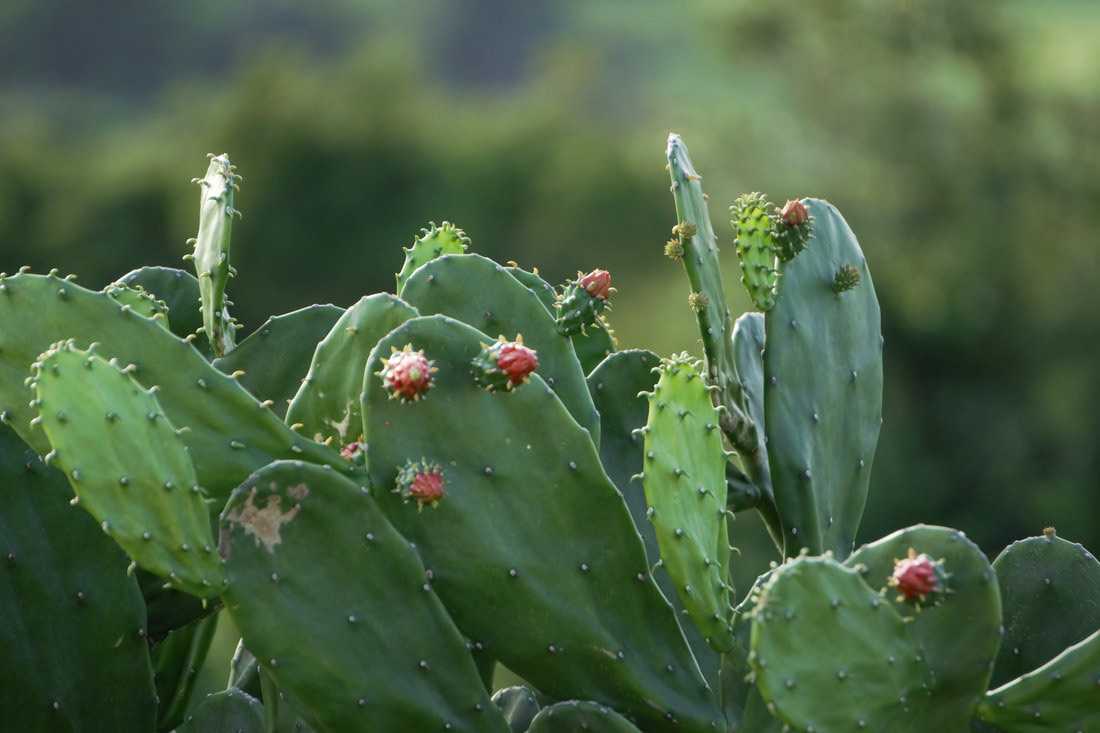 Cactus Puerto Rico 2021