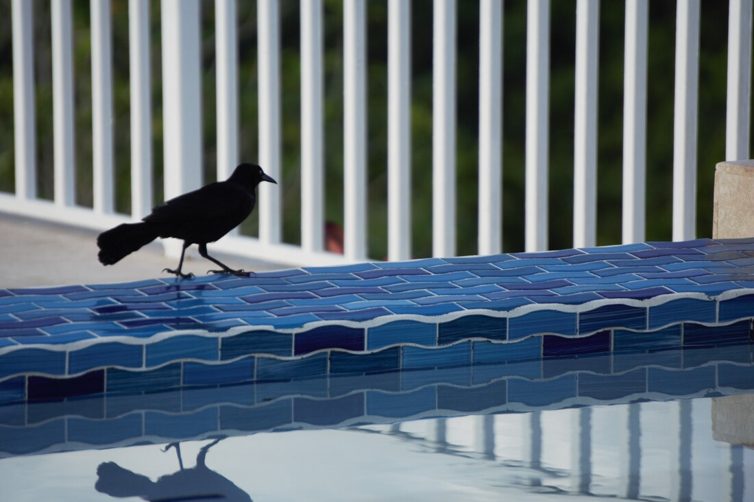 Bird Puerto Rico 2021