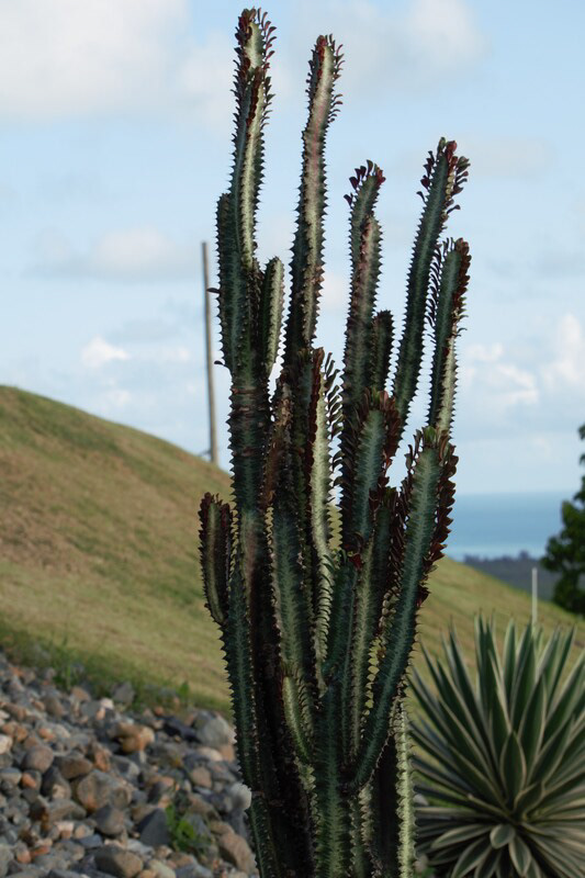 Cactus Puerto Rico 2021