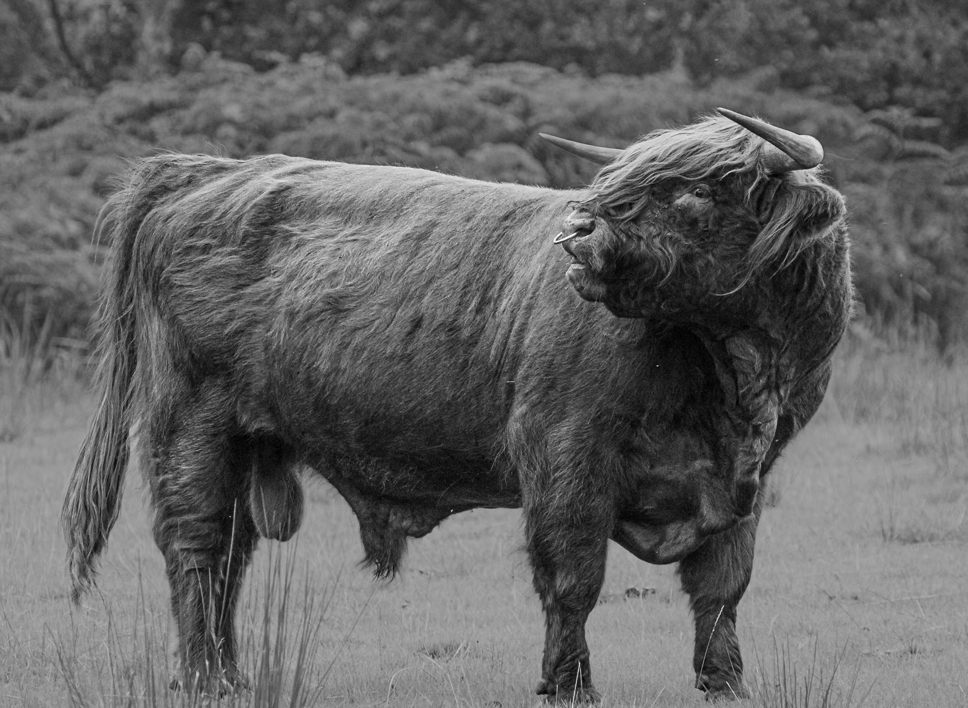 Schotse Hooglander