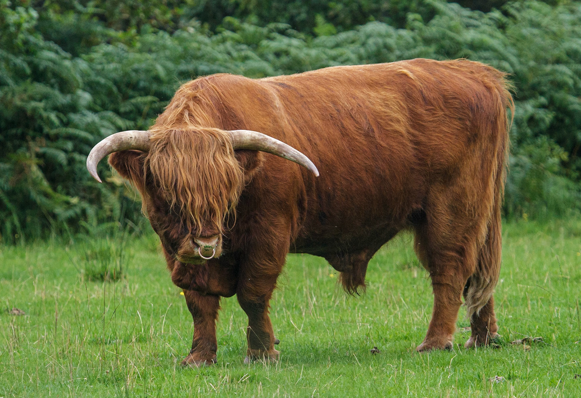 Schotse Hooglander