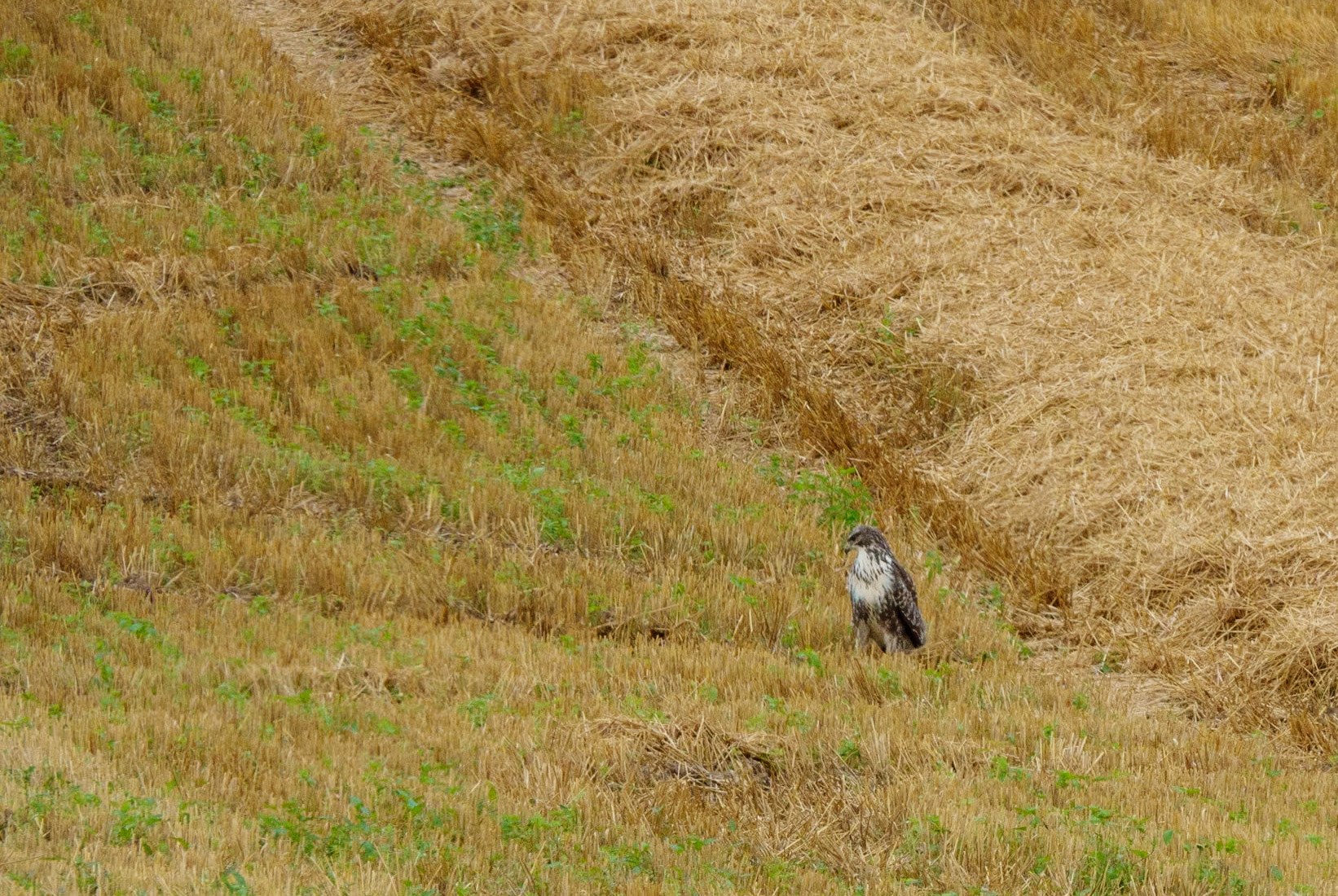 Buizerd altijd alert.