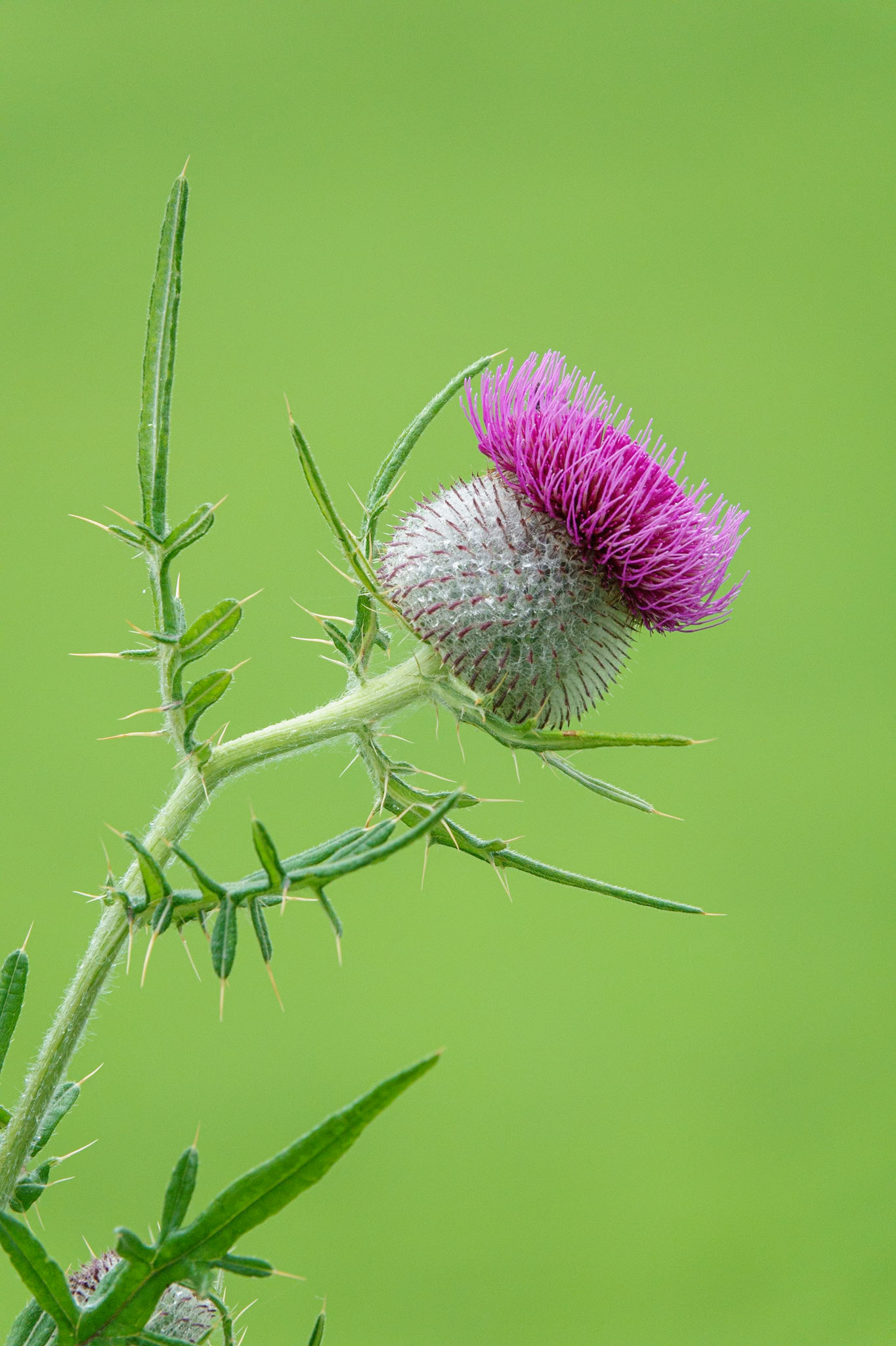 Wollige distel