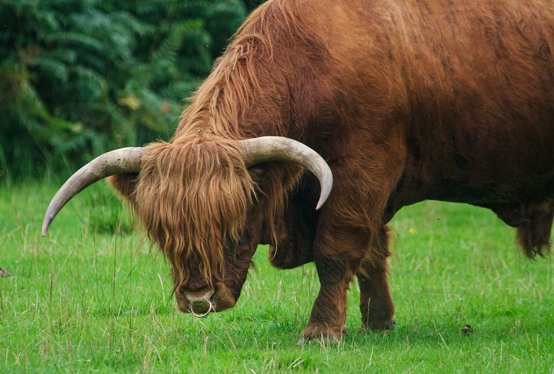 Schotse Hooglander