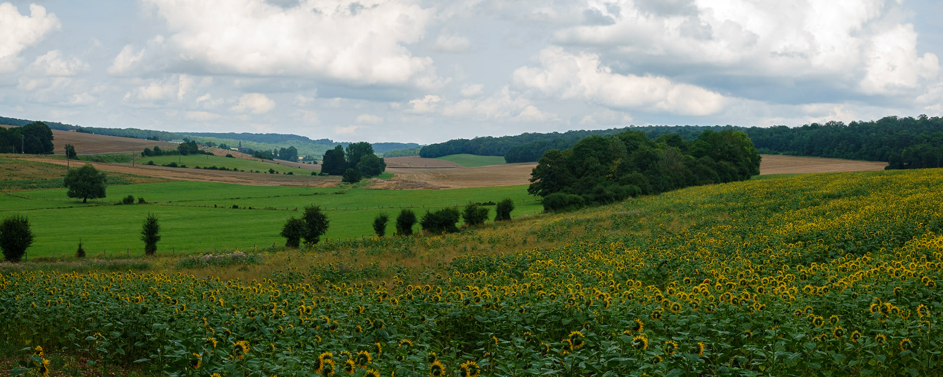Prachtige landschappen met zonnebloemen