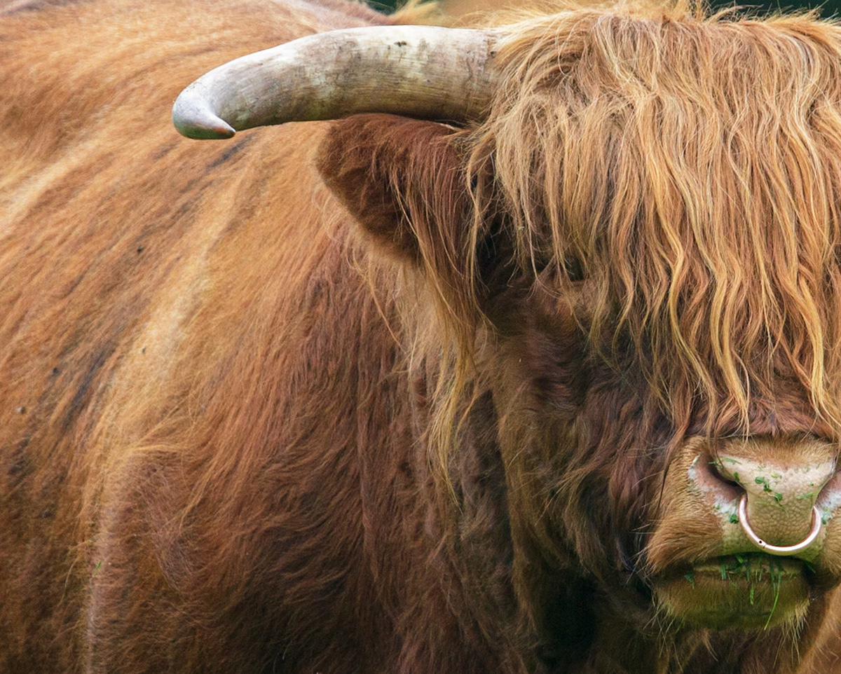 Schotse Hooglander