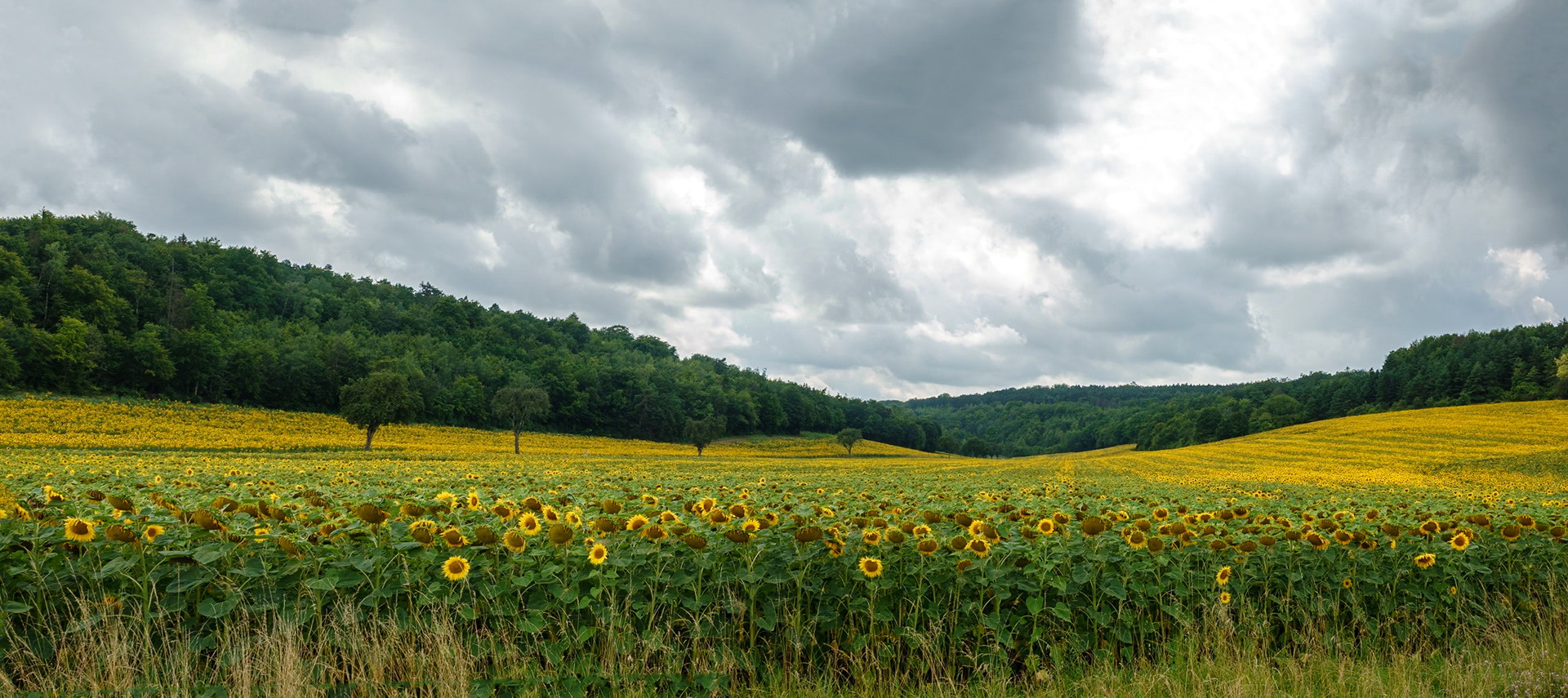 Prachtige landschappen met zonnebloemen
