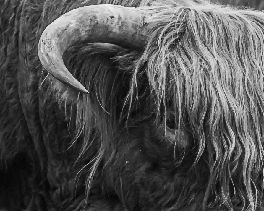 Schotse Hooglander
