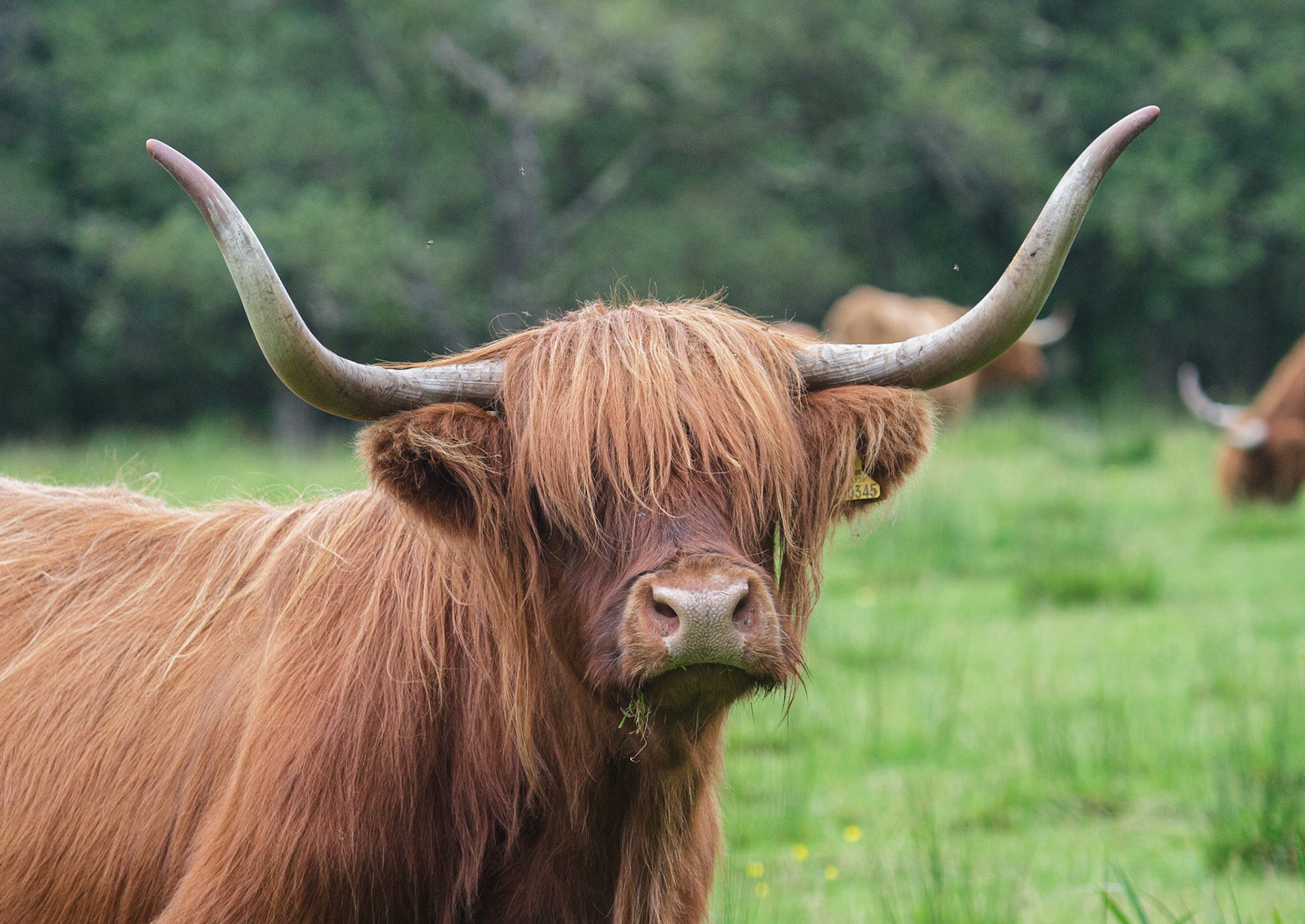 Schotse Hooglander