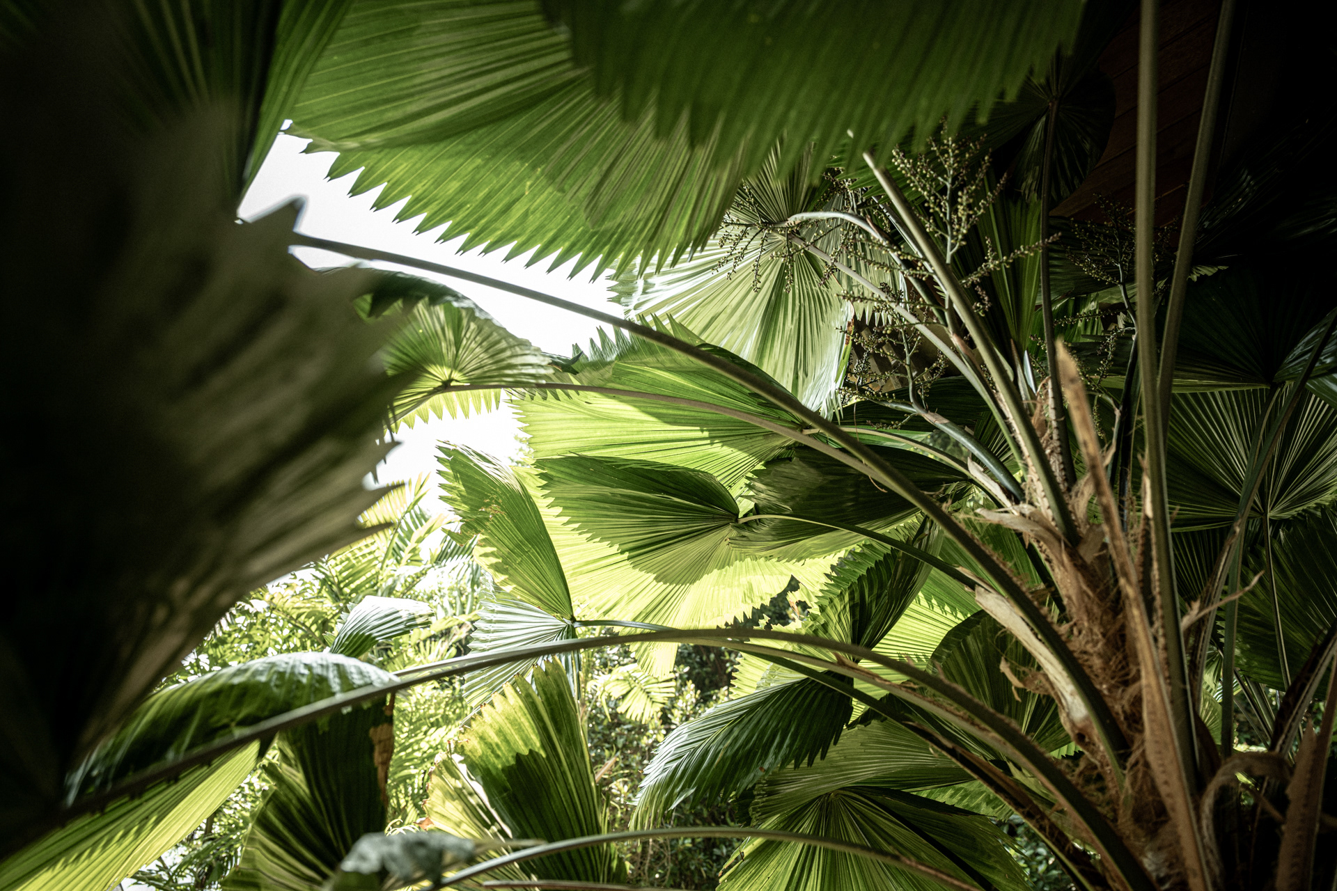 Leaf Hideout