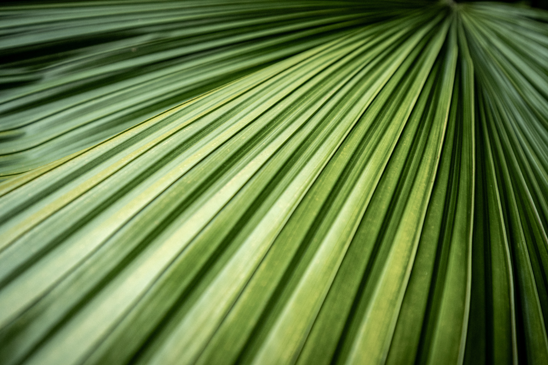 Leaf Lines II