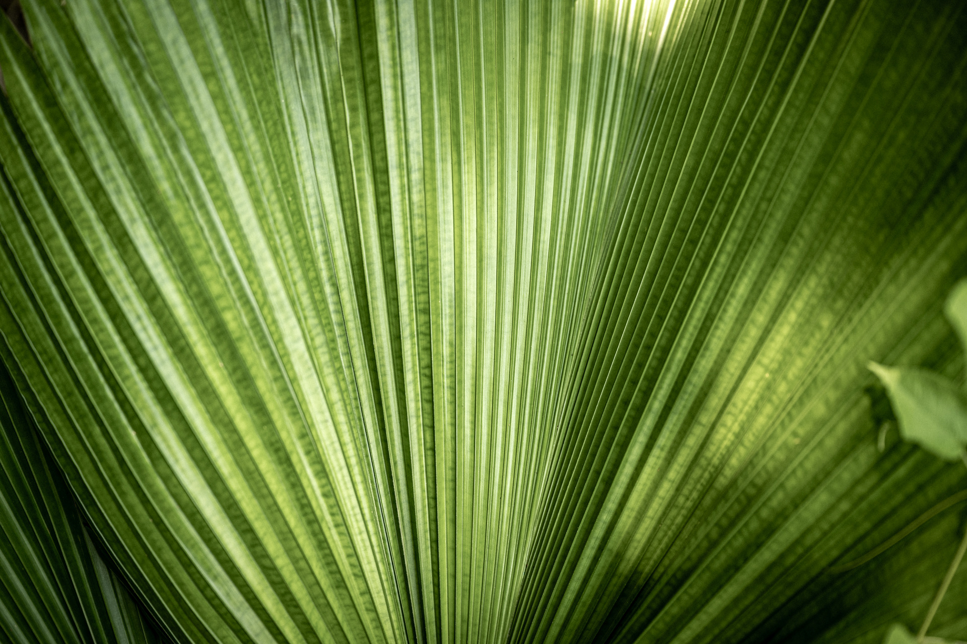     Leaf Lines I