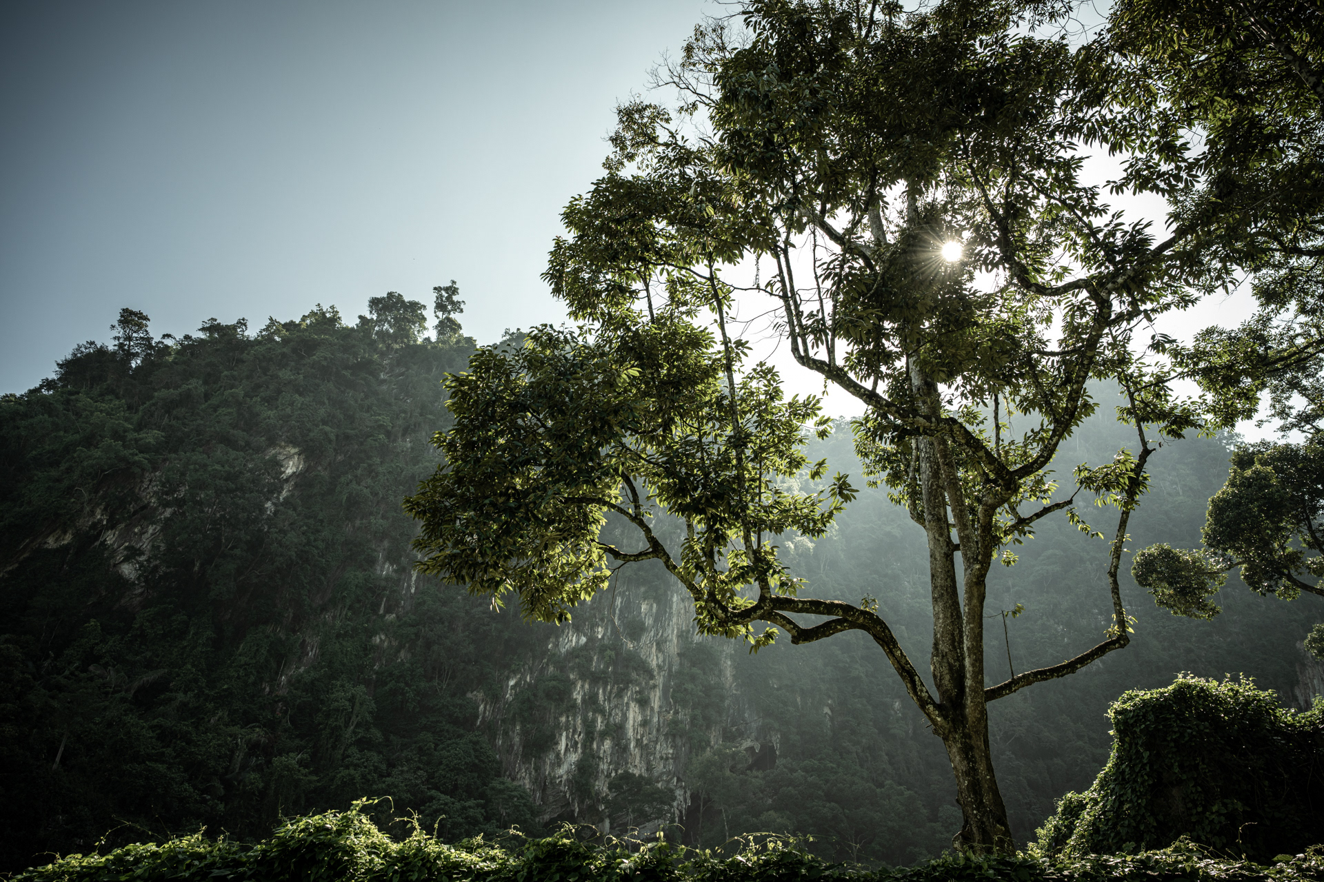     Tropical Silence