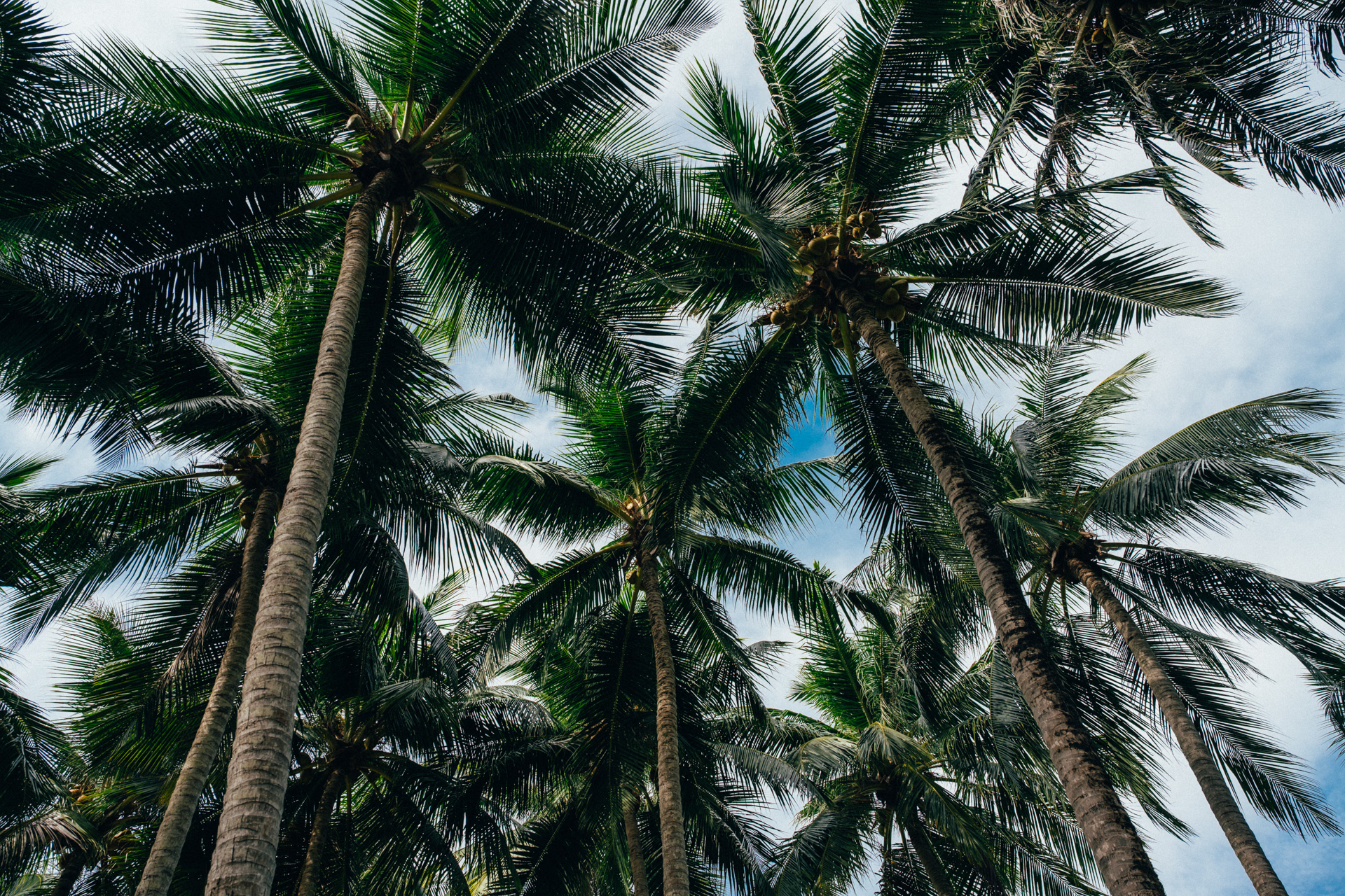 Skyward Palms