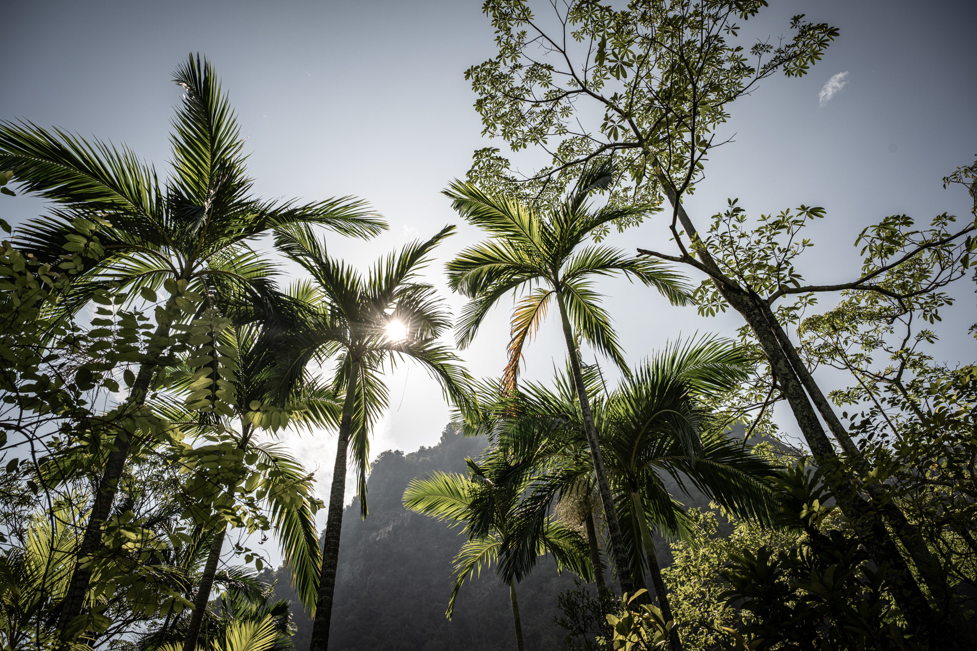 Jungle palms II