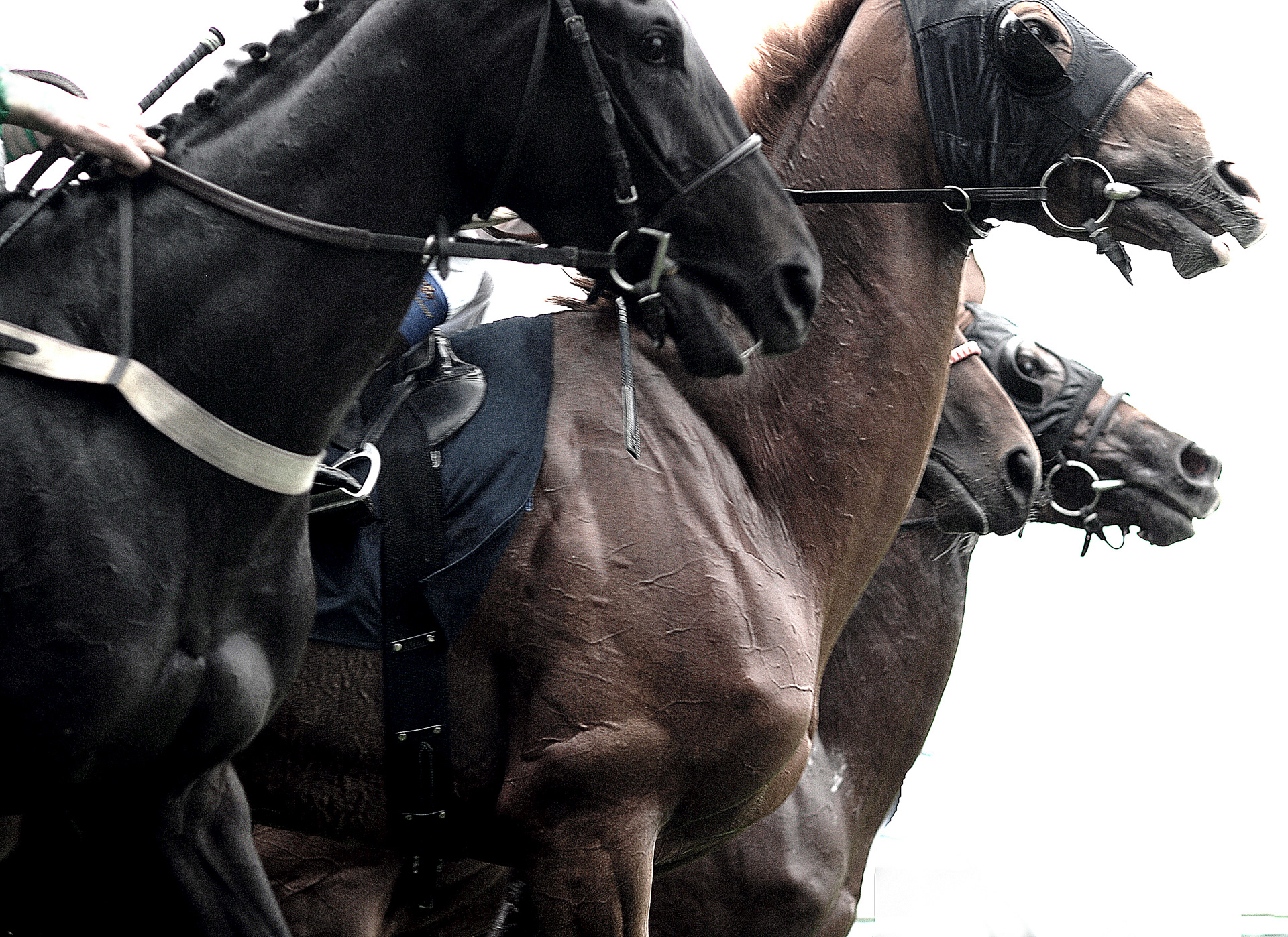 Horses in motion 2