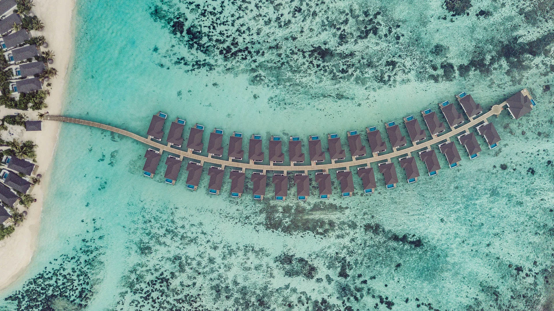 Ocean Snake