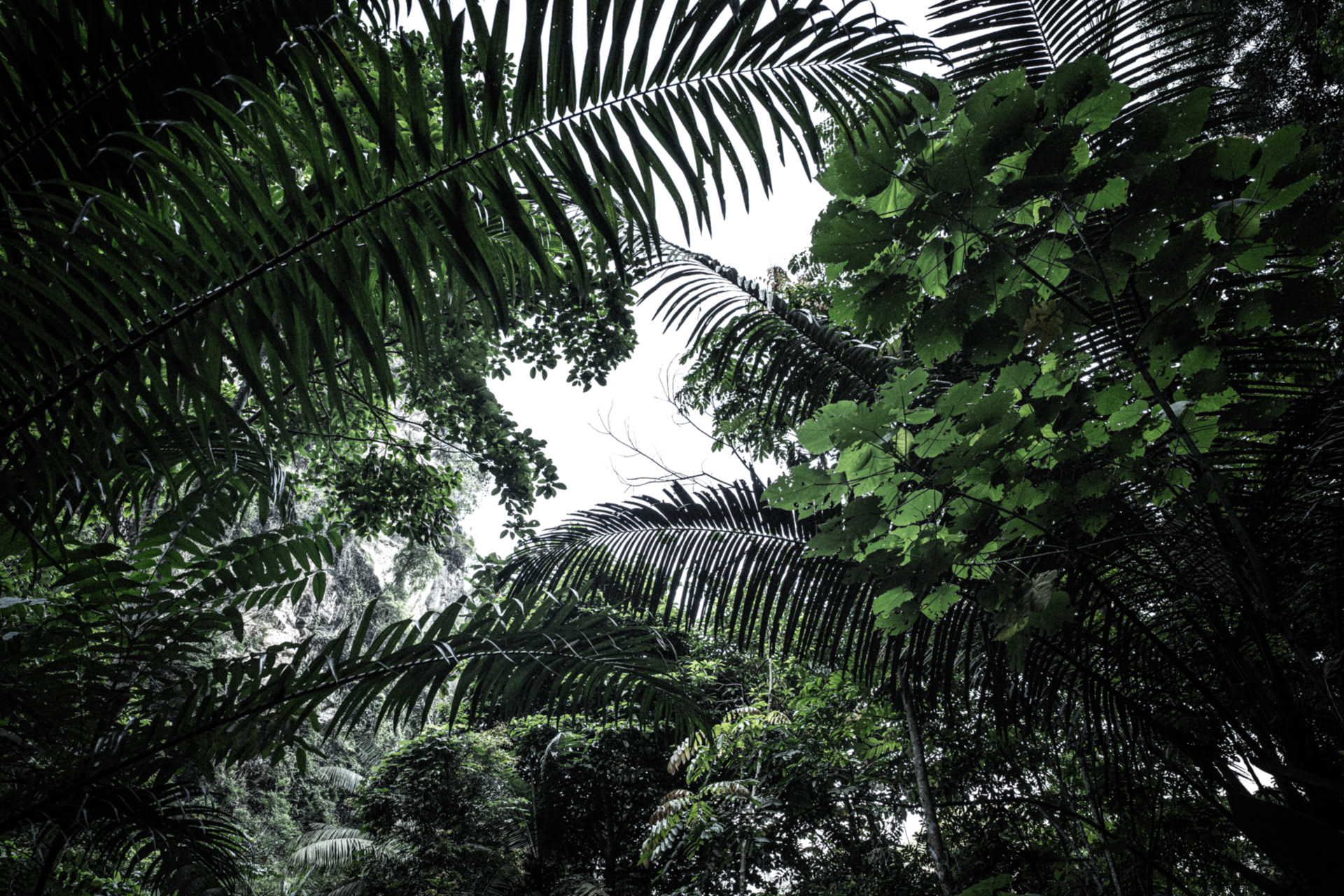 Jungle leaves