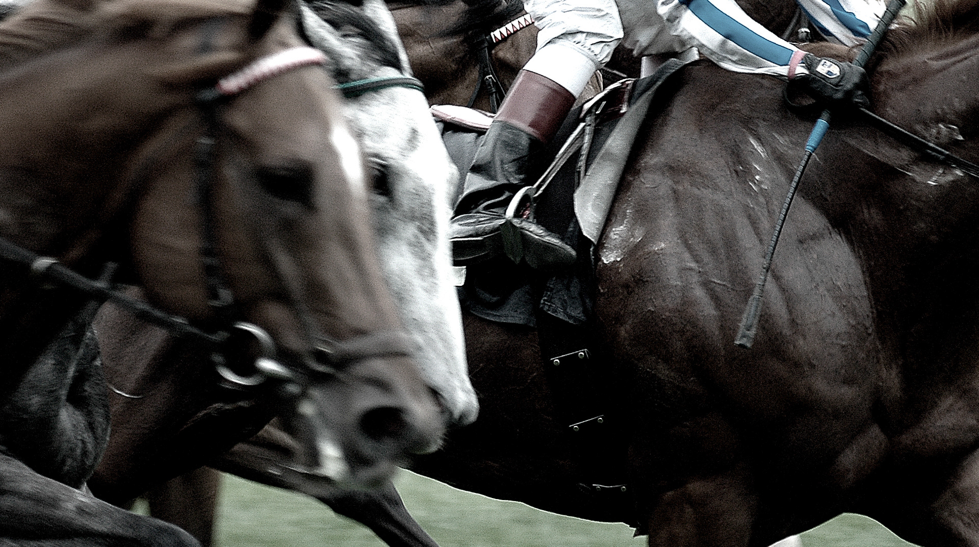 Horses in motion 3