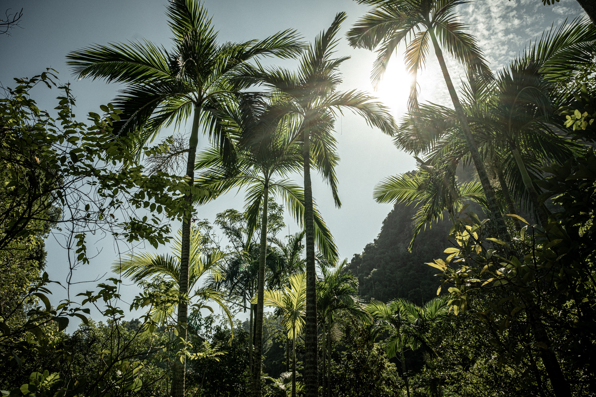 Jungle palms III