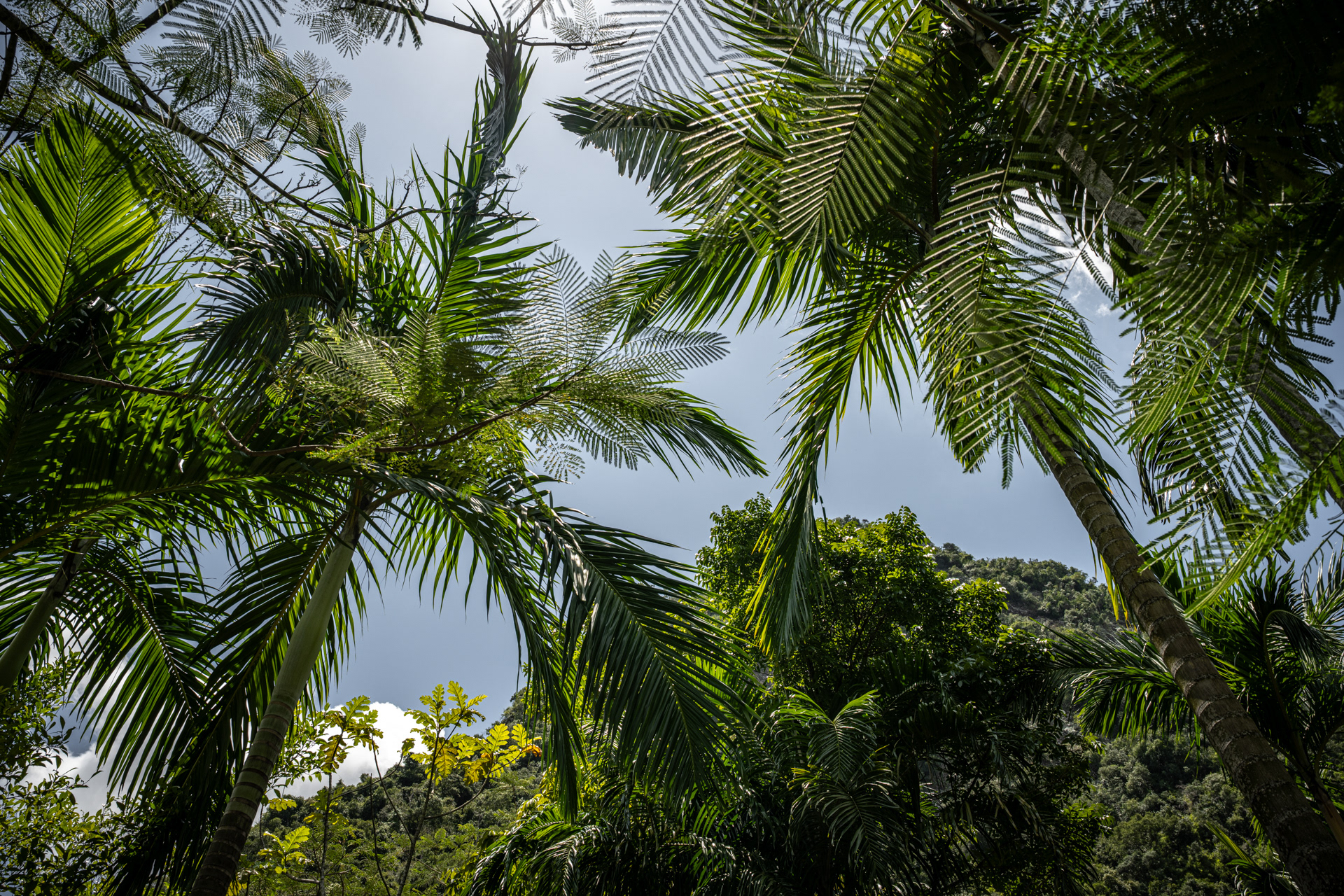 Untamed Green I