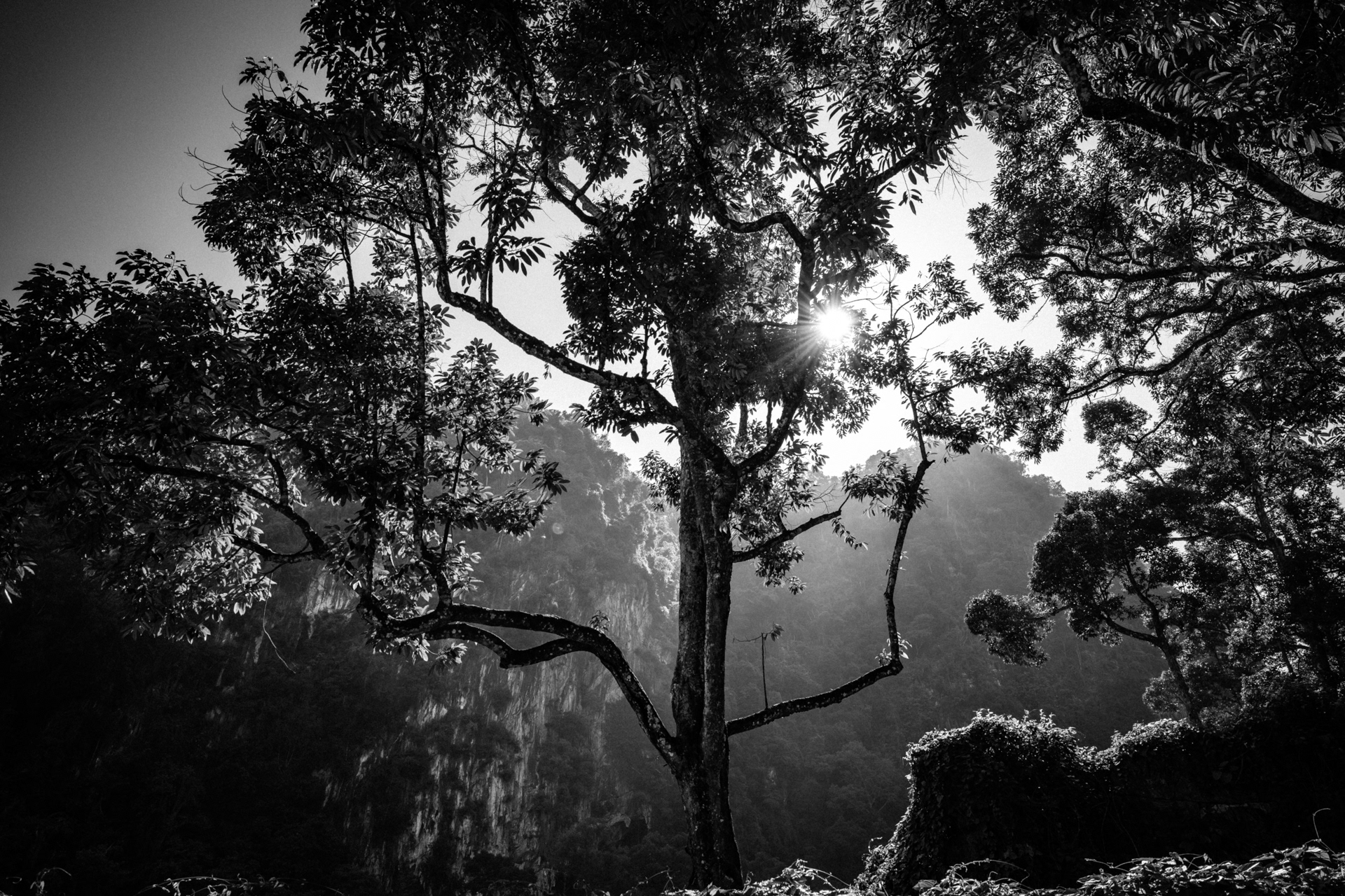     Tropical Silence