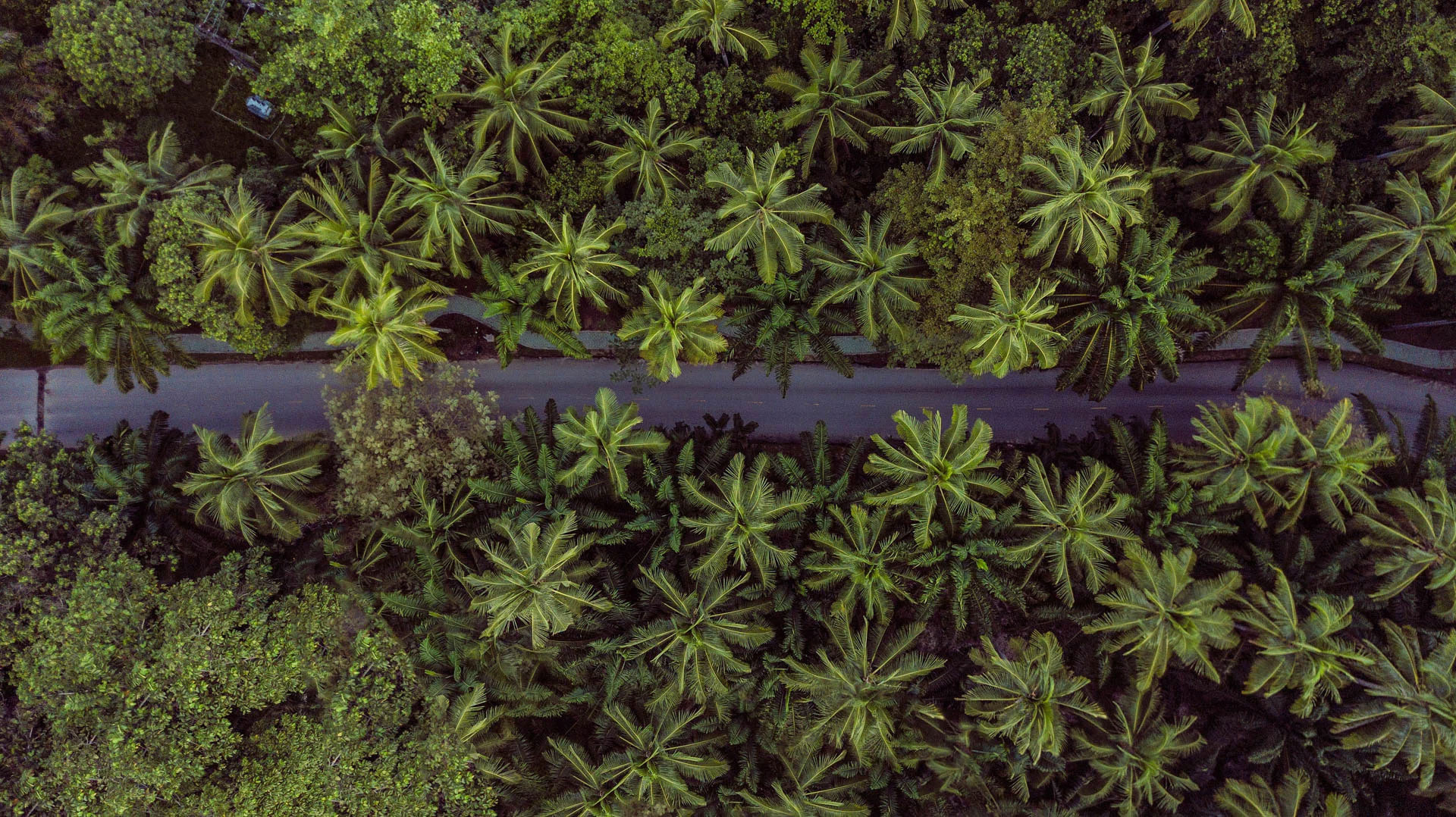 JUNGLE ROAD