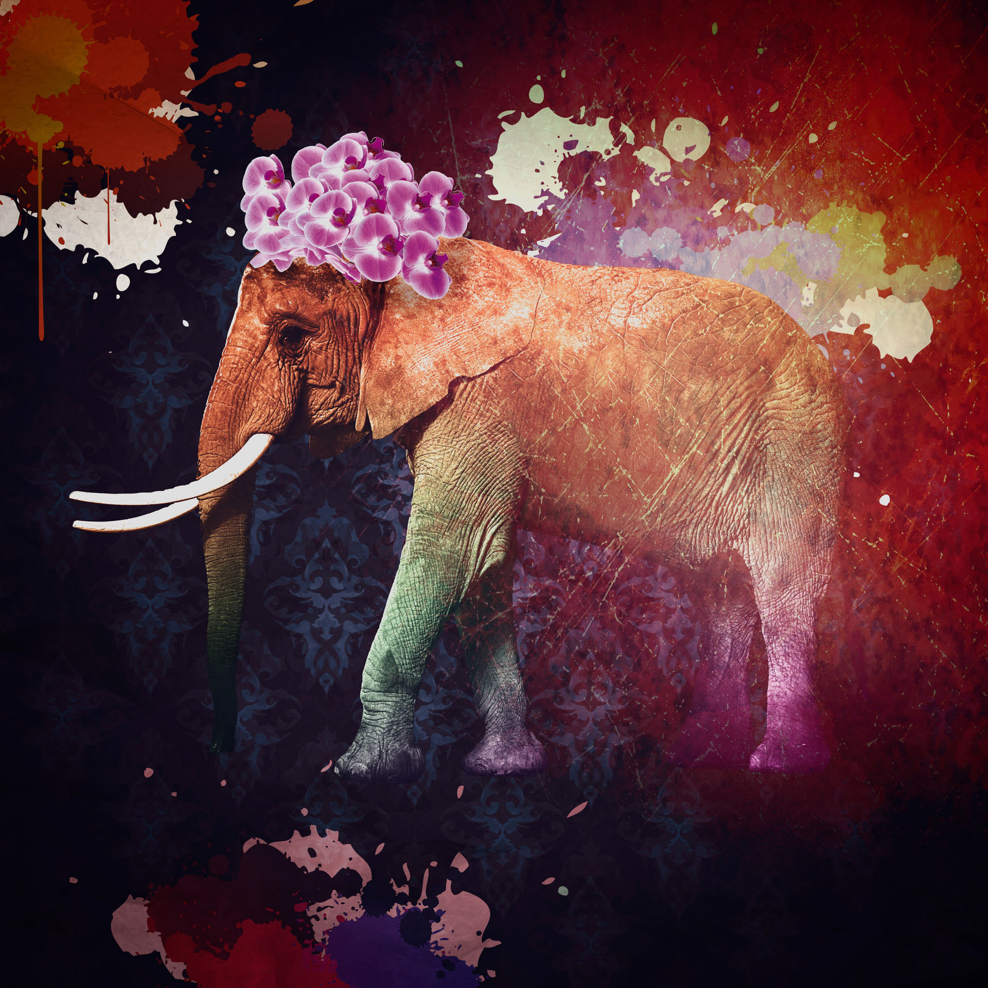 elephant