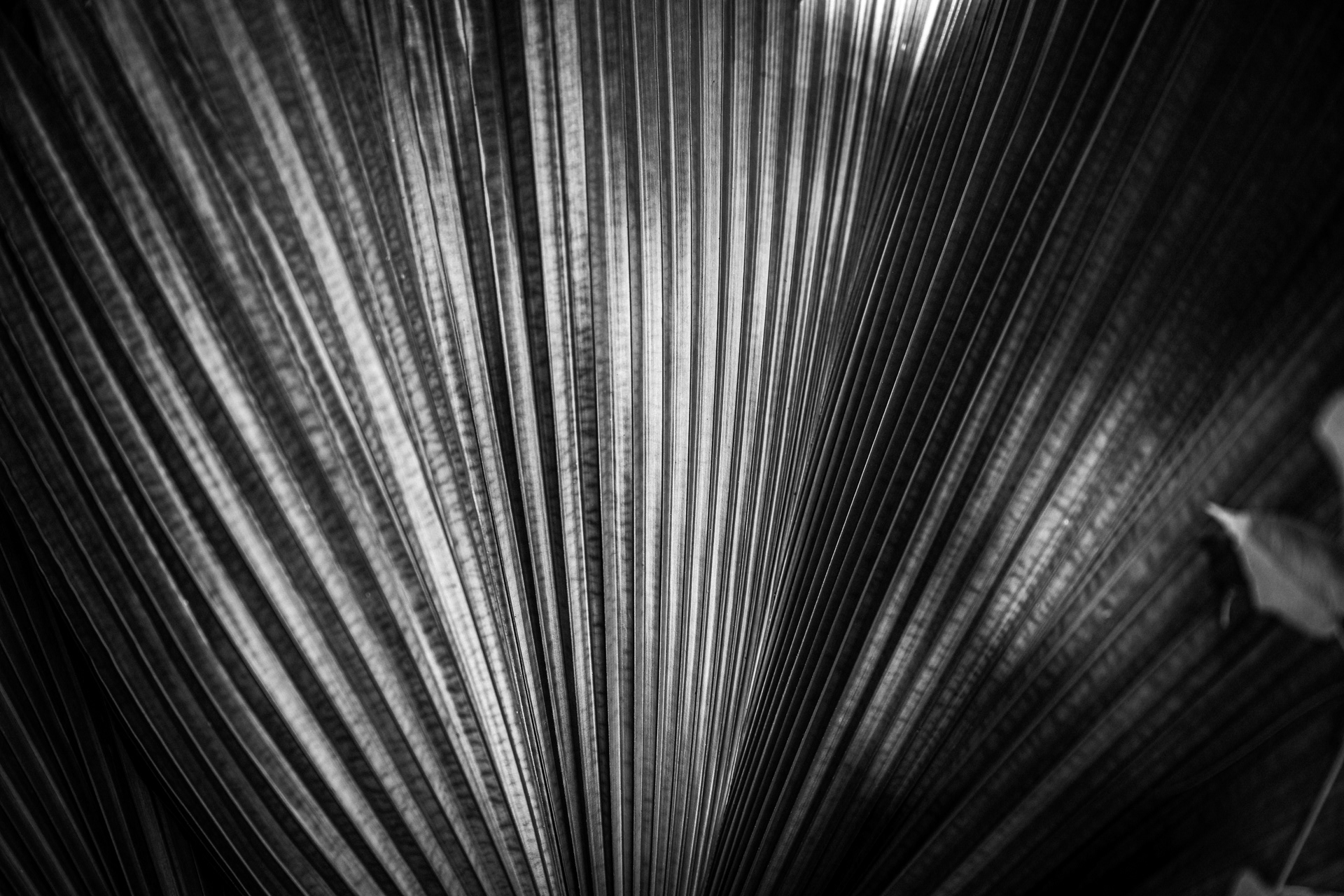 Leaf Lines II BW
