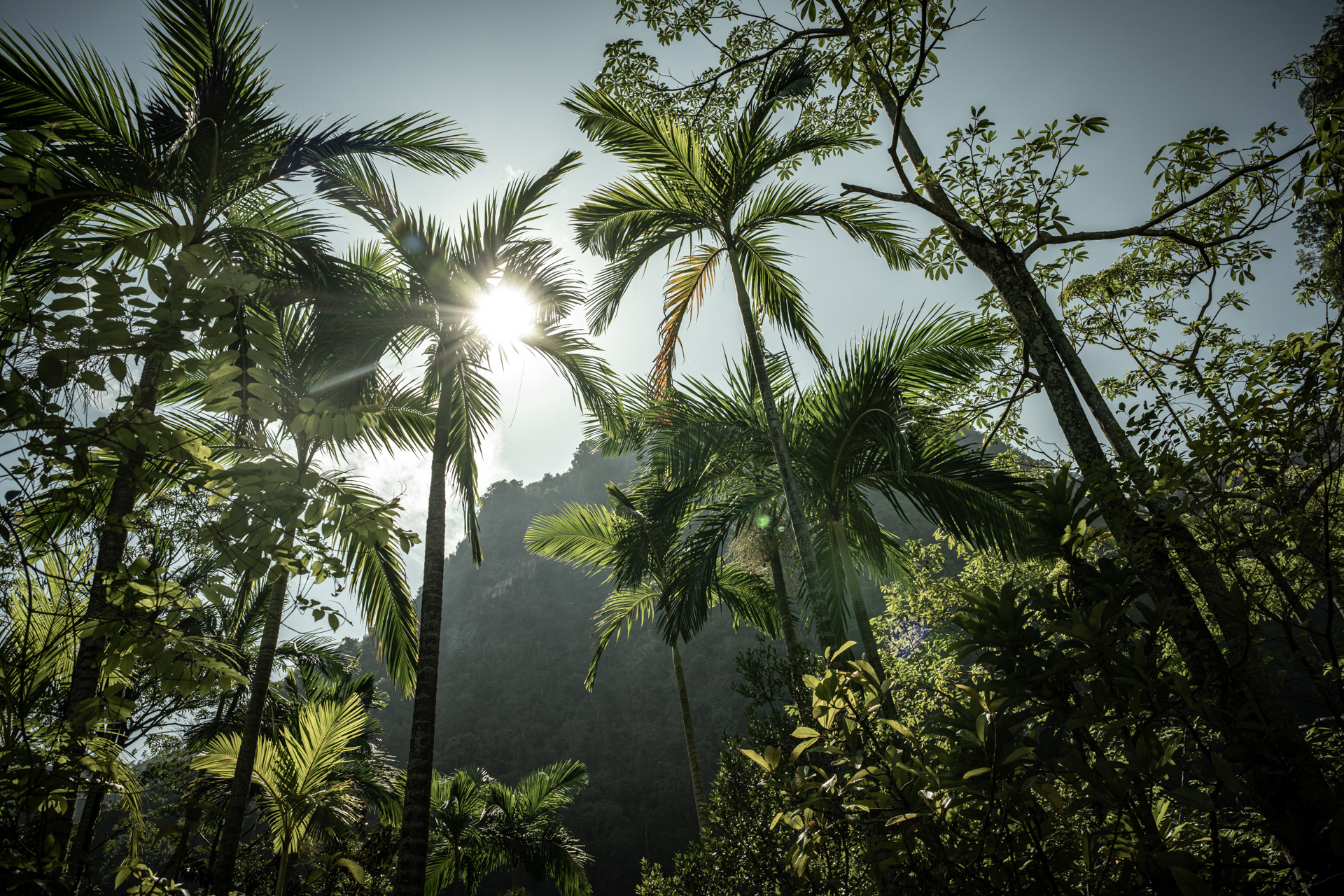 Jungle palms I