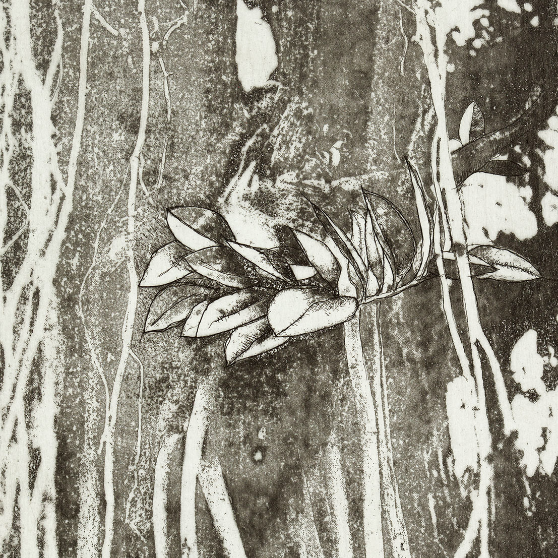 Detalle de un fotograbado