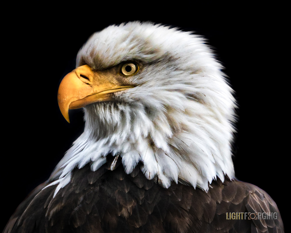 Bald Eagle - Delta, BC