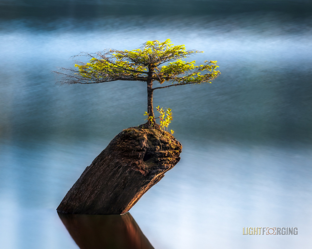 Isolated Beauty - Fairy Lake / Vancouver Island