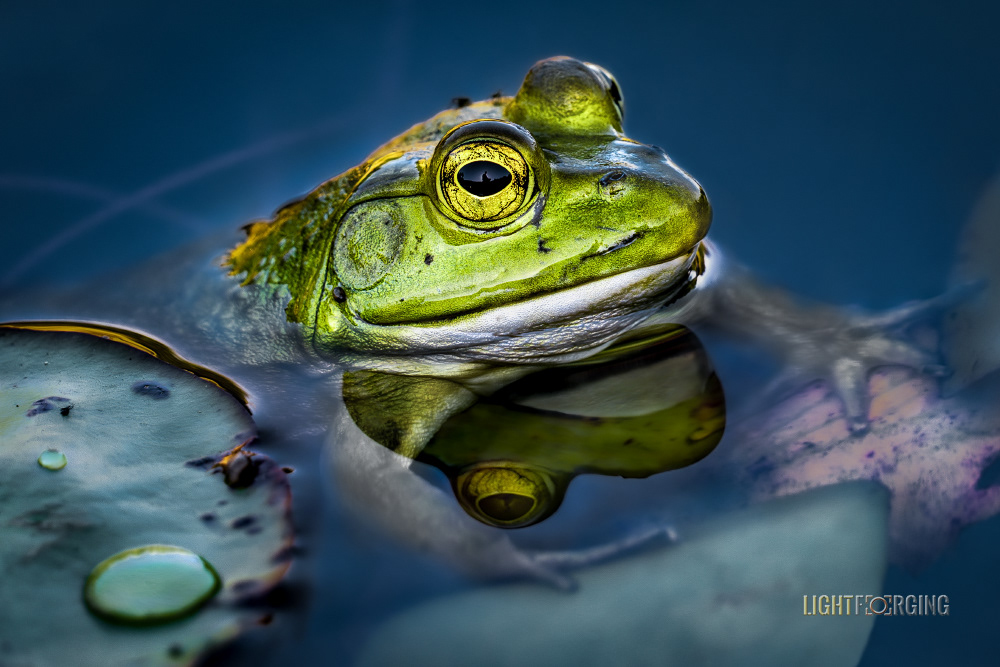 Reflective Elegance - Pacific Tree Frog - Nanaimo / Vancouver Island