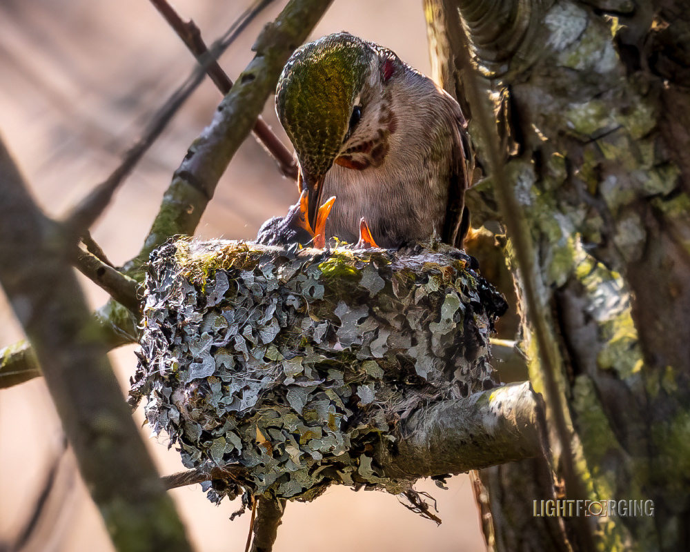 Symphony of Care – Nest of an Anna's Hummingbird - Delta, BC