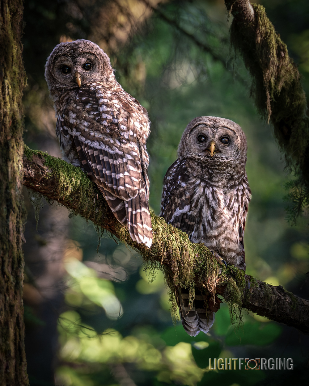 Enchanted Owl Duo - Barred Owls