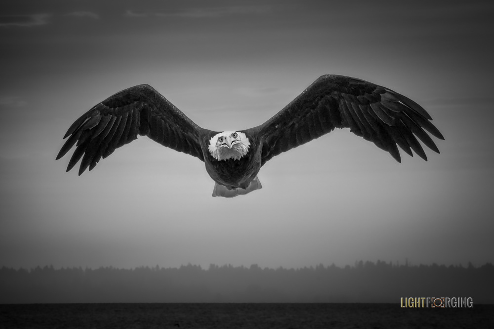 Bald Eagle – South Surrey, BC