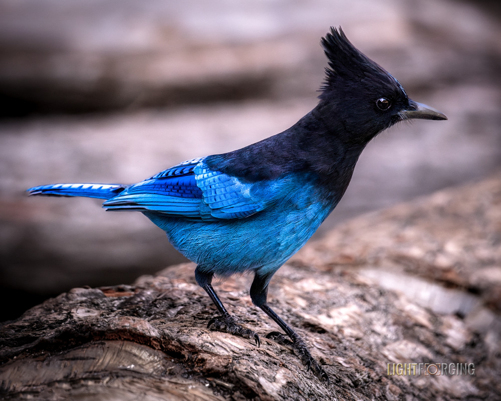Azure Majesty - Steller’s Jay at Chilliwack Lake