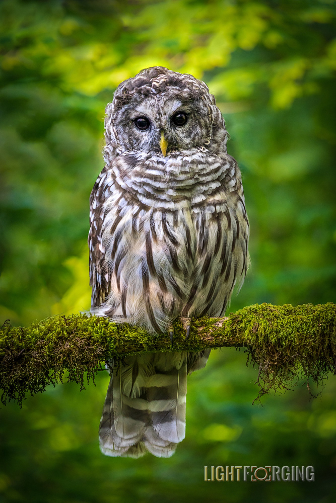 Barred Owl